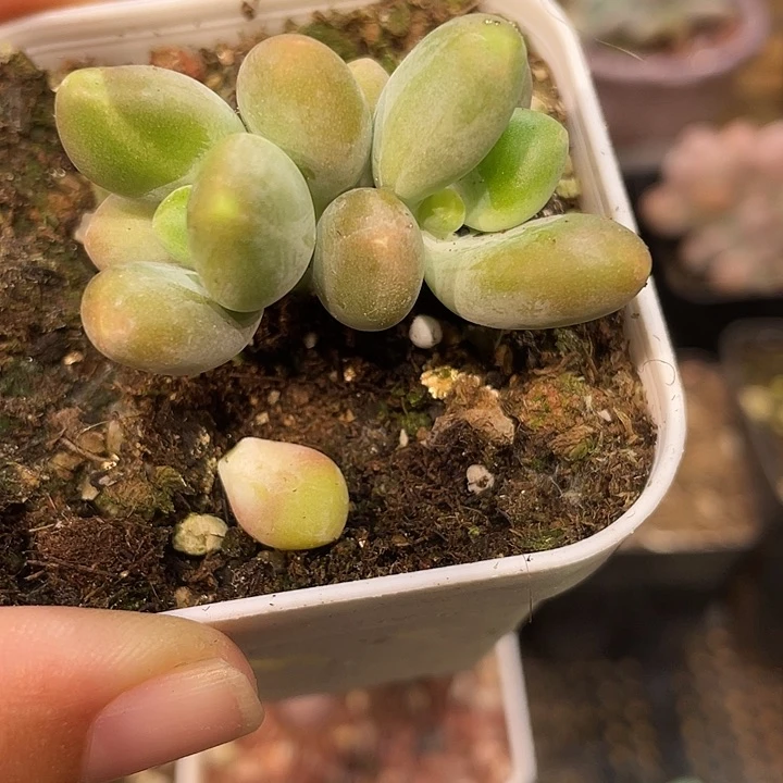 芒果奶锦啊啊啊啊032号啊啊