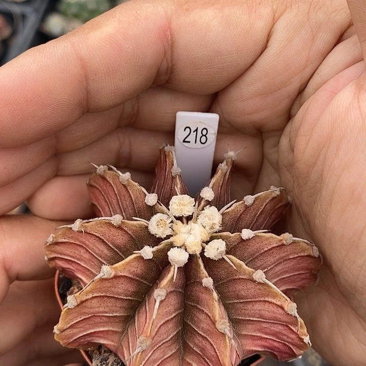 仙人球满28包邮盆5公分彩虹肋骨