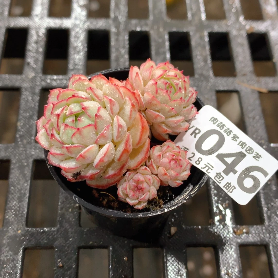 肉萌萌拇指盆精控多肉YR046