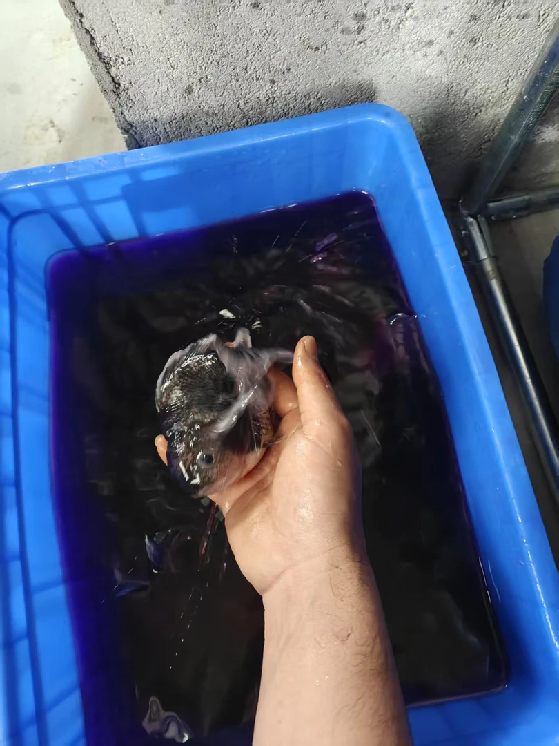 留养泰狮改价补价专用（直接拍发空箱）