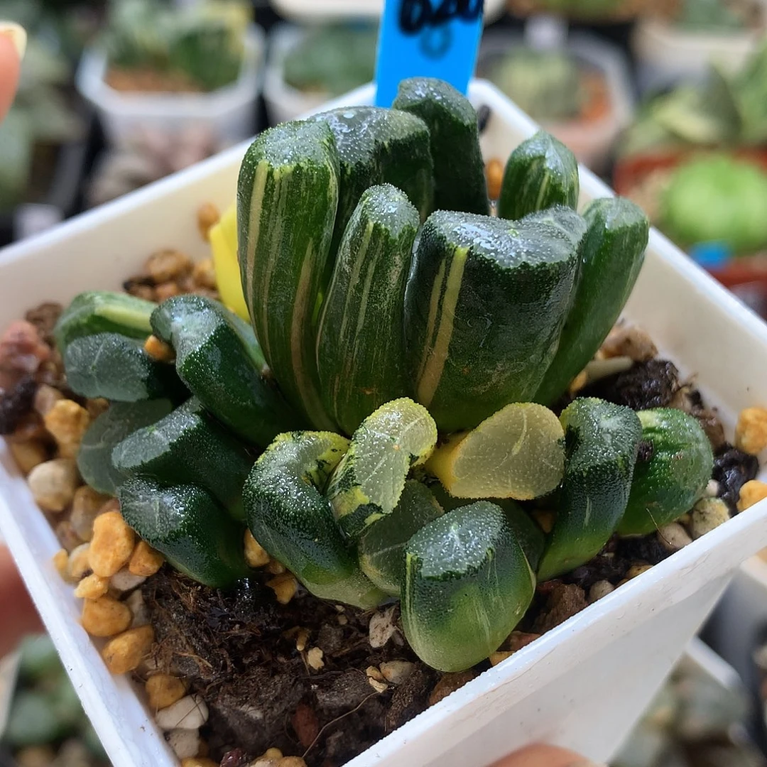 青万象锦带盆土发货daitou