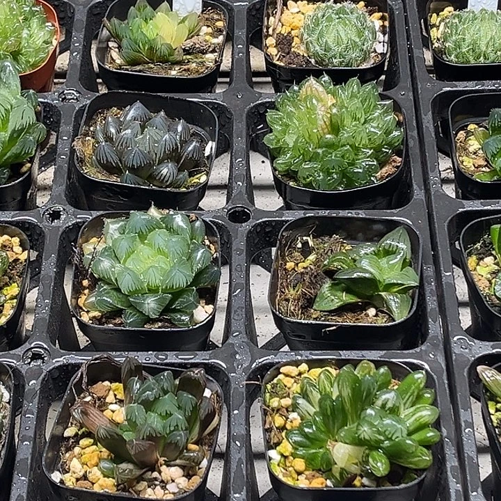 3 脱土发货8颗13.9包邮