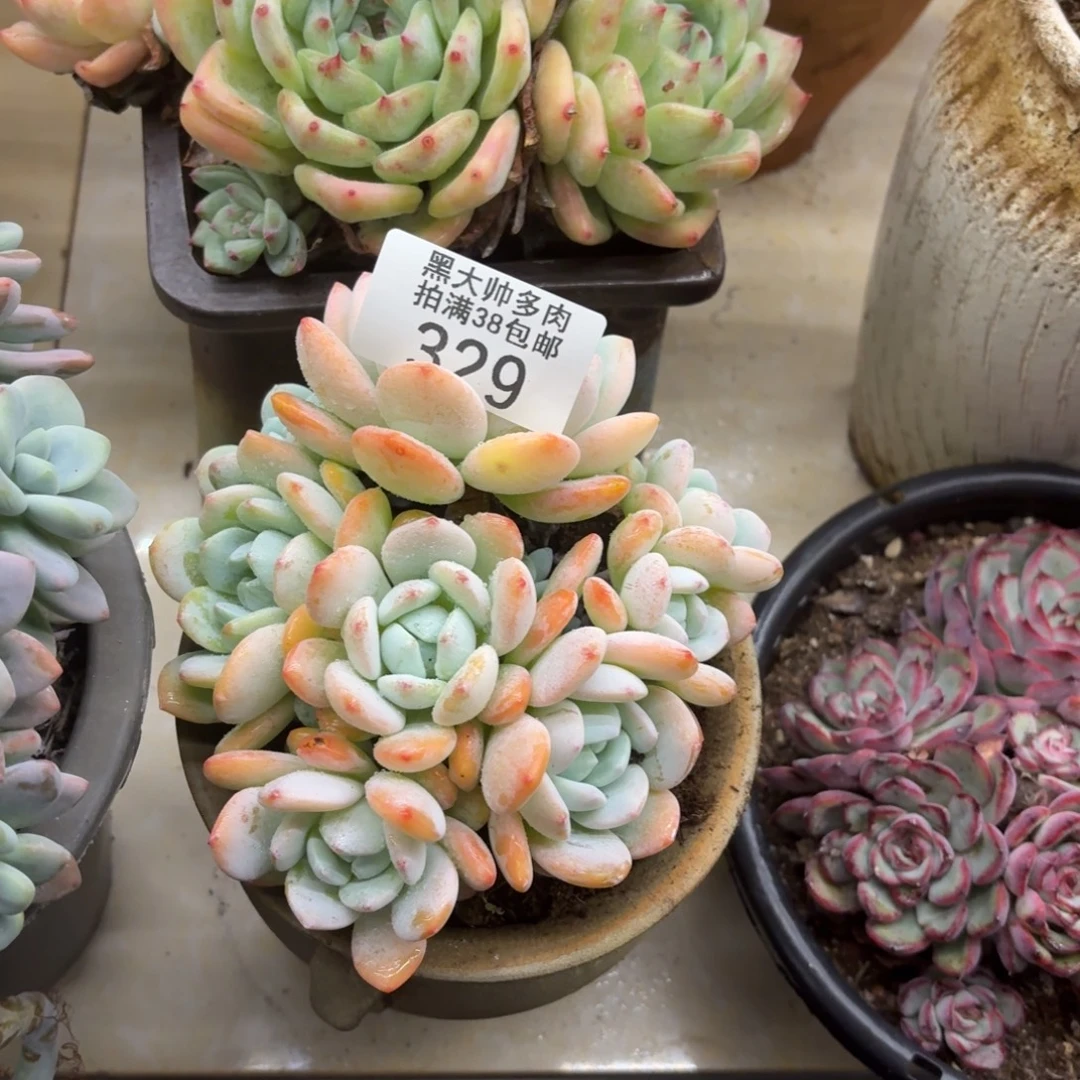 柠****黑大帅多肉329冷香