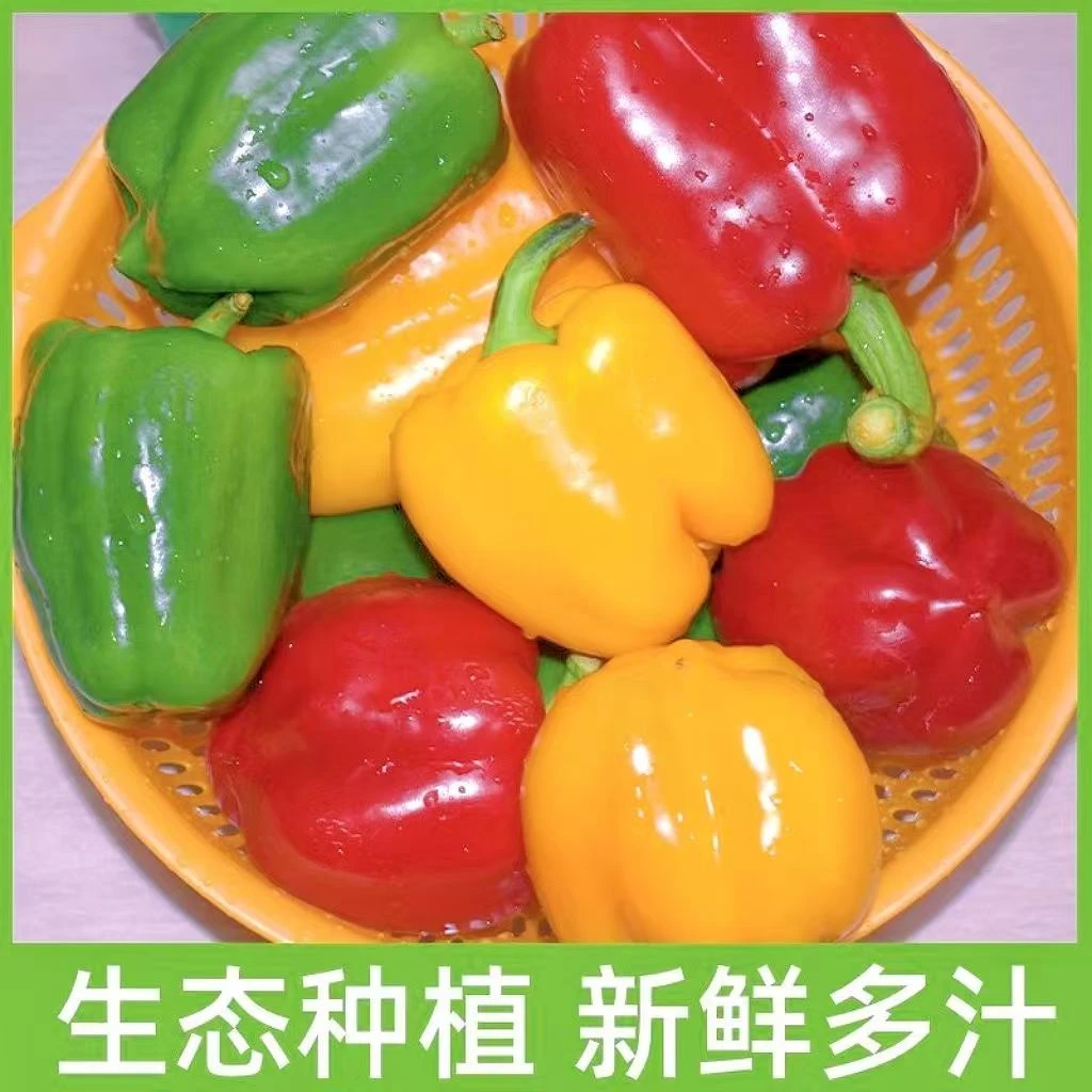 【次日达】山东新鲜现摘水果彩椒五彩椒生吃不辣辣椒红黄圆椒4.5斤净重辣椒同城送彩椒同城送