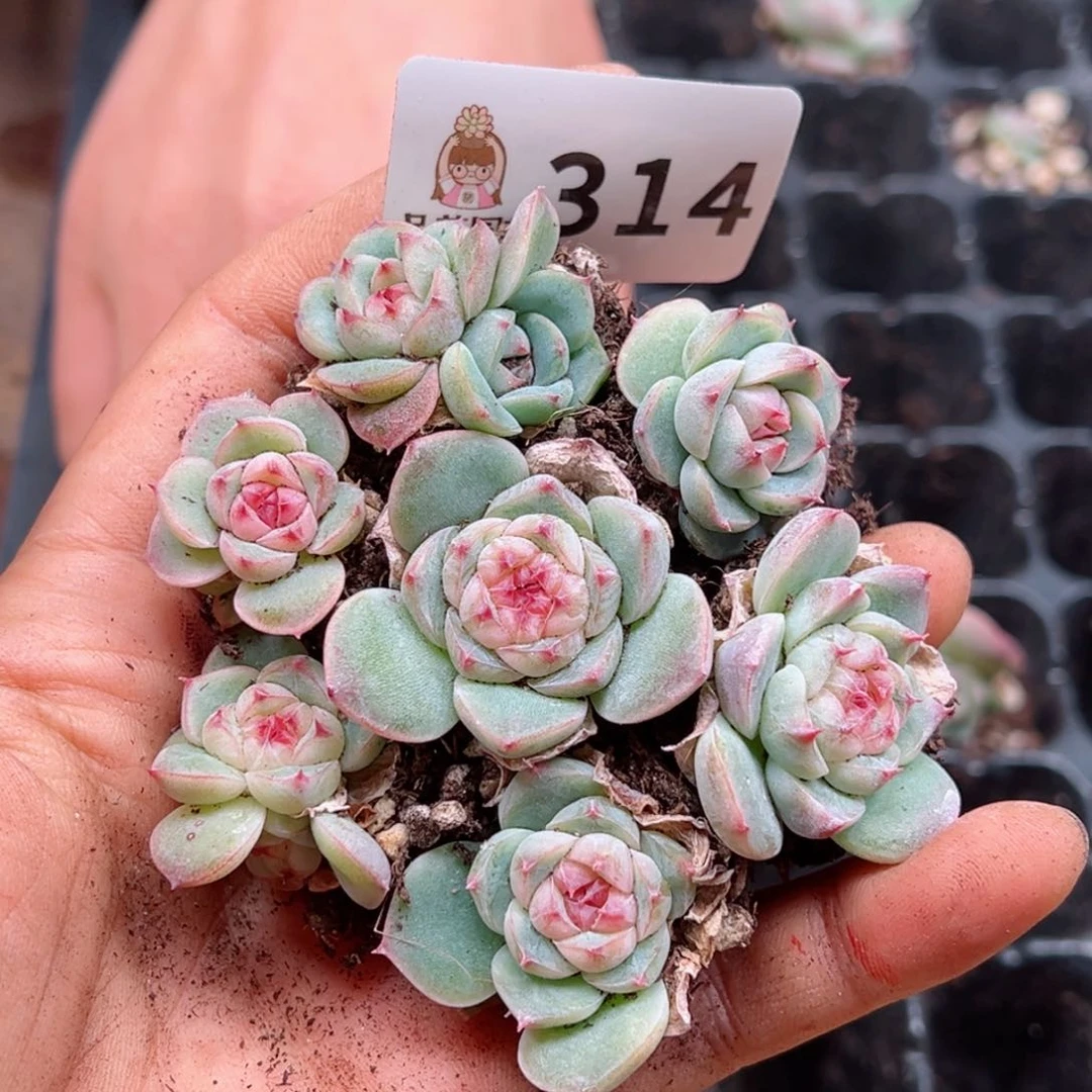 多肉植物多肉植物