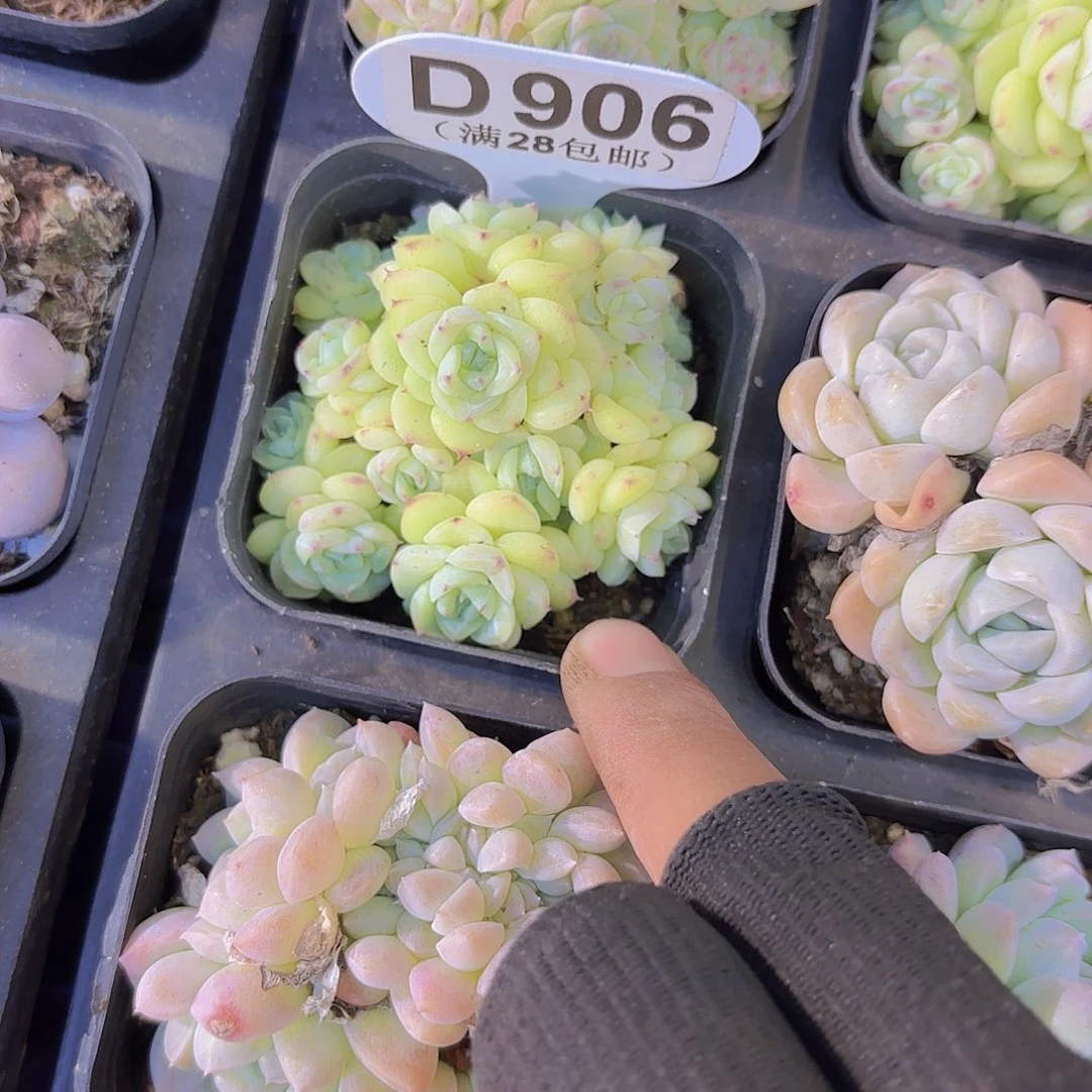 D906白天鹅一物一拍