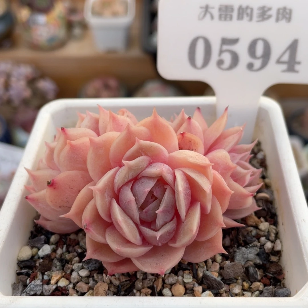 0594 昂斯诺4头 6.5厘米