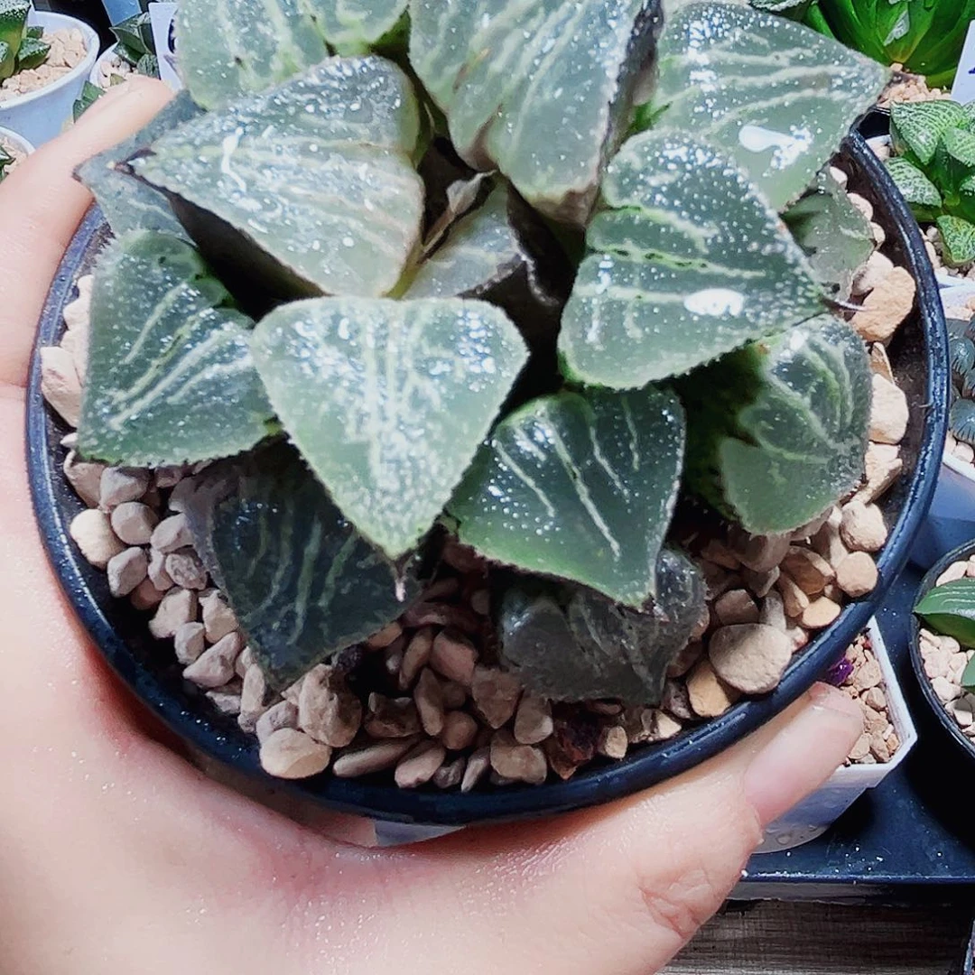 春雷寿多肉植物666666