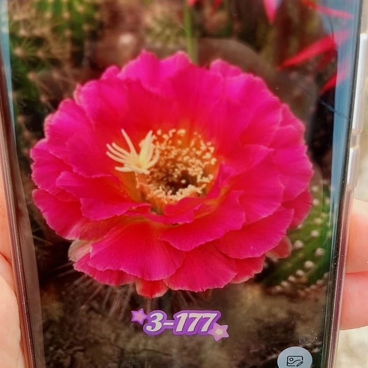 毛花柱177   13公分左右