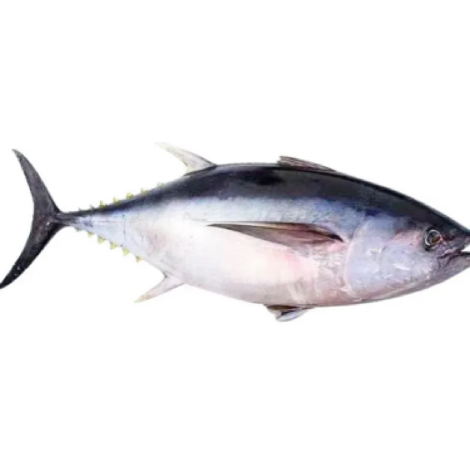 金枪鱼（炮弹鱼）现称现加工以直播间为准