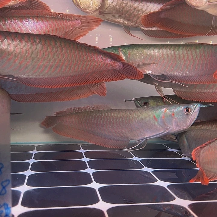 龙***@海水鱼马来西亚七彩银龙