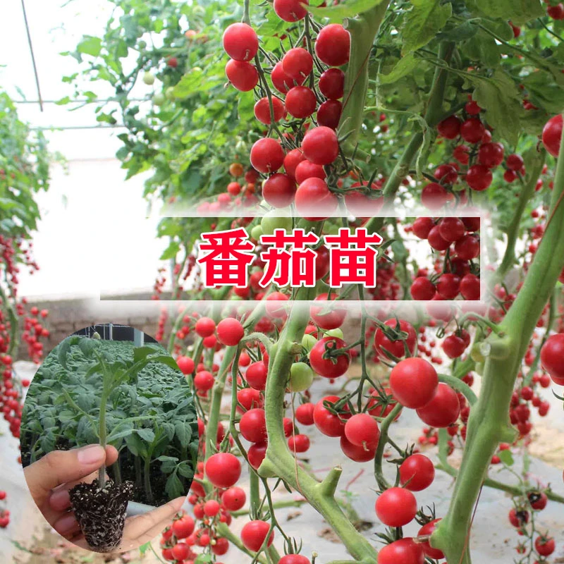 各种番茄苗秧种子大红沙瓤西红柿毛粉番茄圣女果番茄四季盆栽地栽
