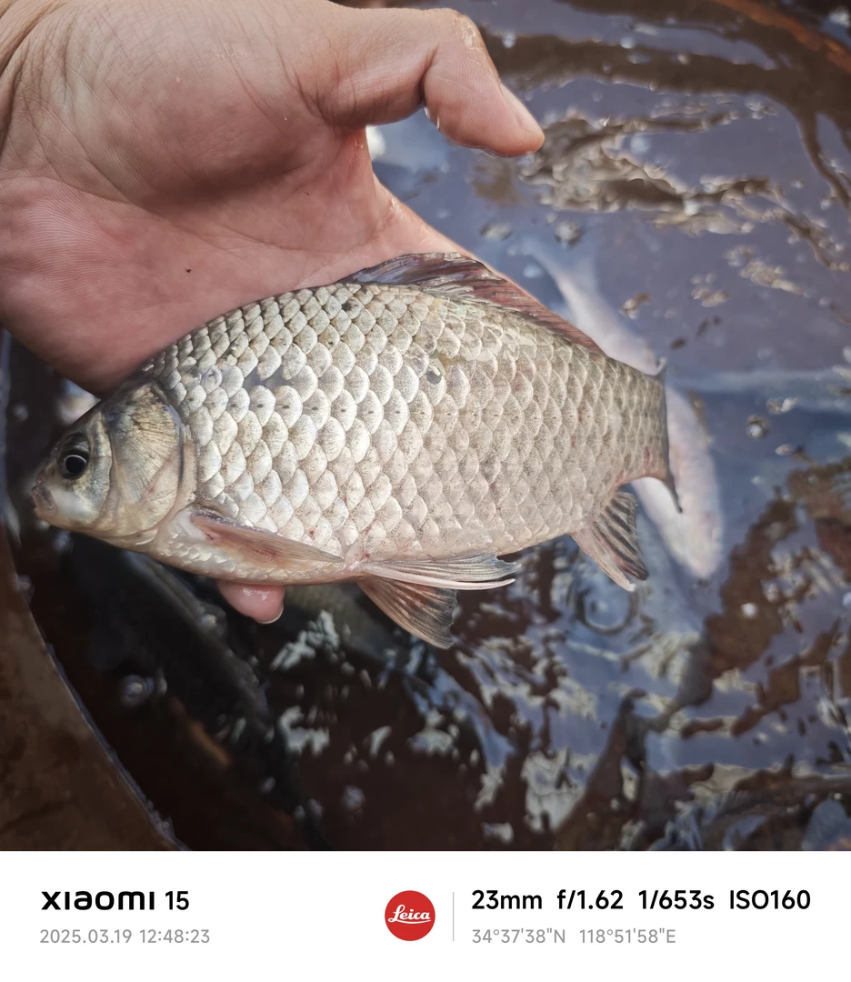 野生鲫鱼一斤 东海发货