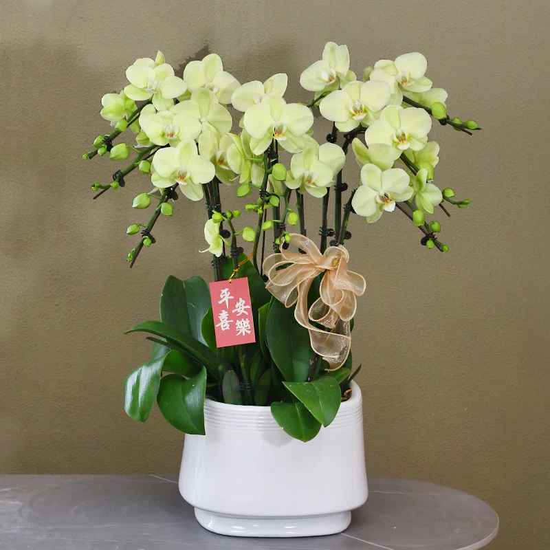 蝴蝶兰【日光浴】绿色大花带花带盆组好送礼茶桌婚礼工位美化装饰