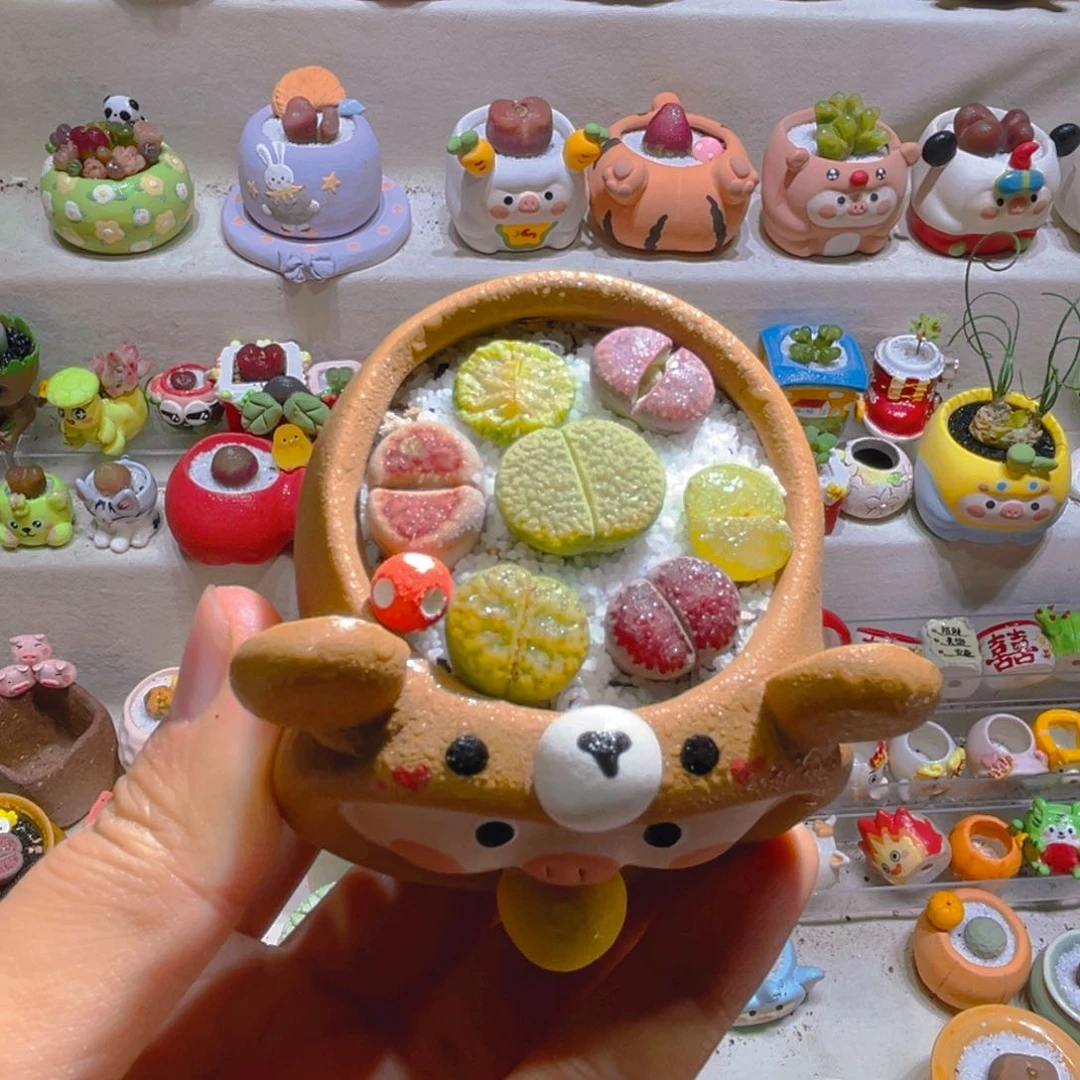 002高端多肉带盆土一套38