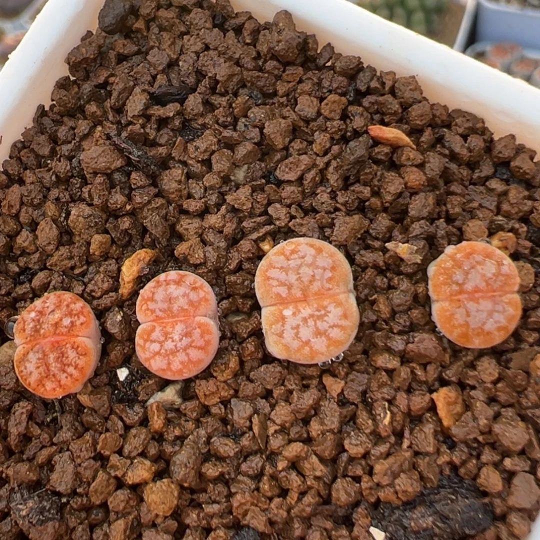 55多肉植物百科植物