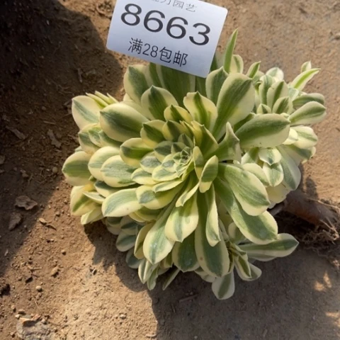 迈巴赫多肉多肉8663多肉