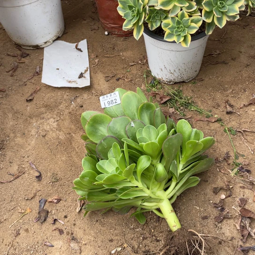 982魅金多肉法师断枝不包量