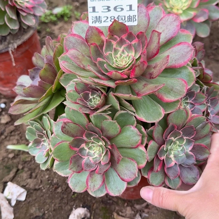 1361二号棚粉花妖B