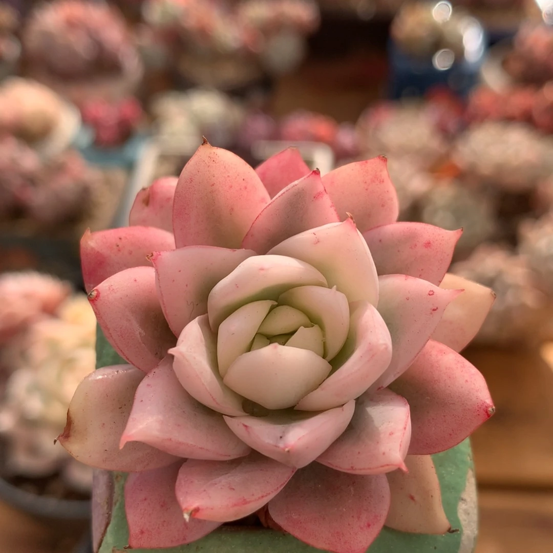 紫罗兰锦一物一拍 037