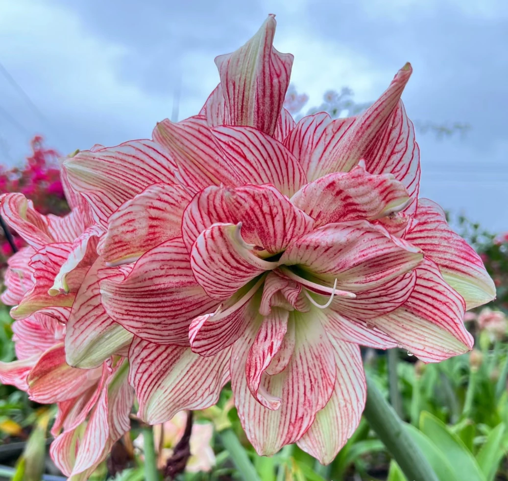 朱顶红种球【台朱 神魂颠倒 3.5-4.5厘米左右 1棵】