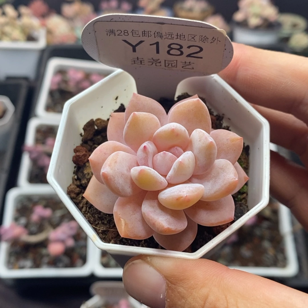 0182 雪糕单头 4.5cm