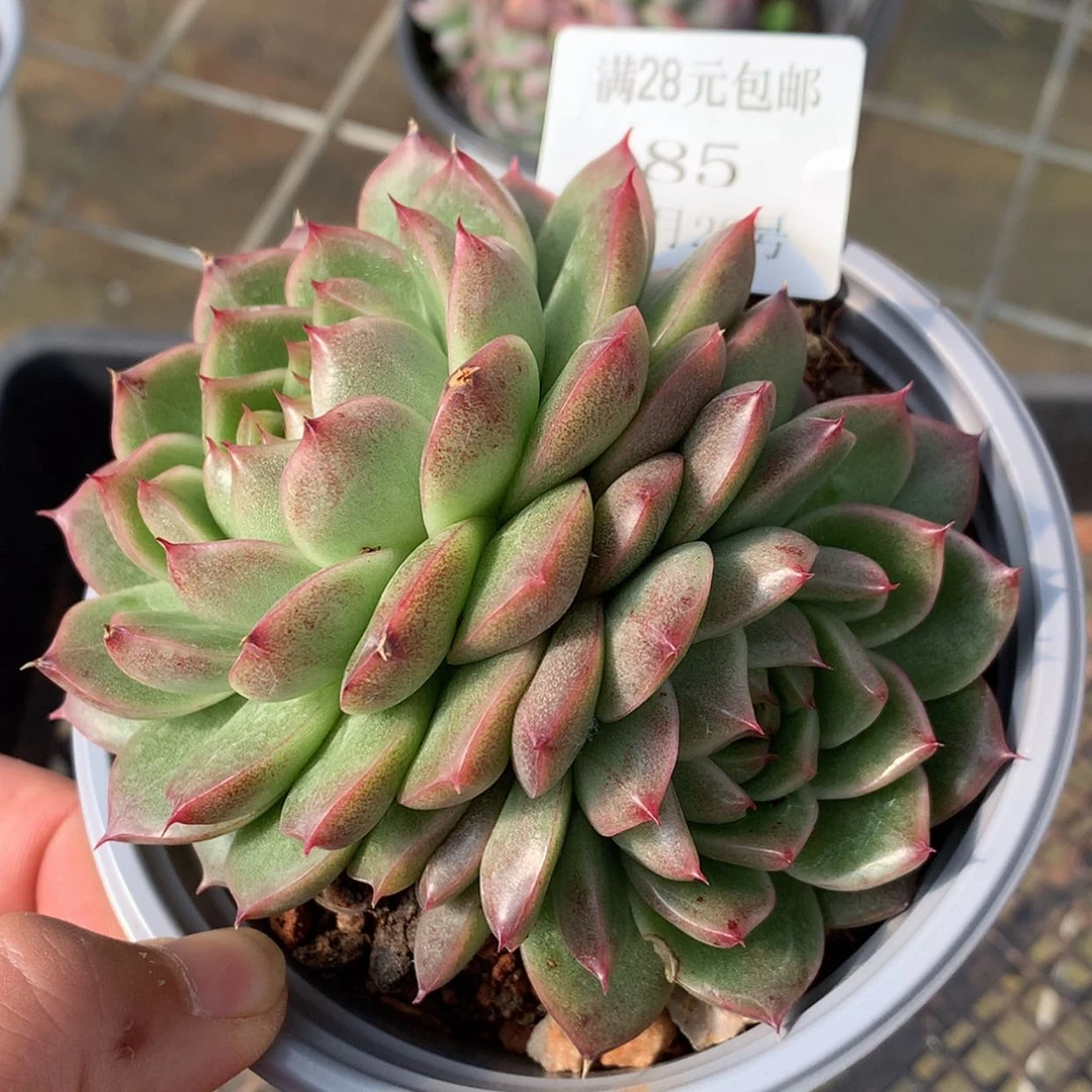 【闪购商品】云85号麦秆