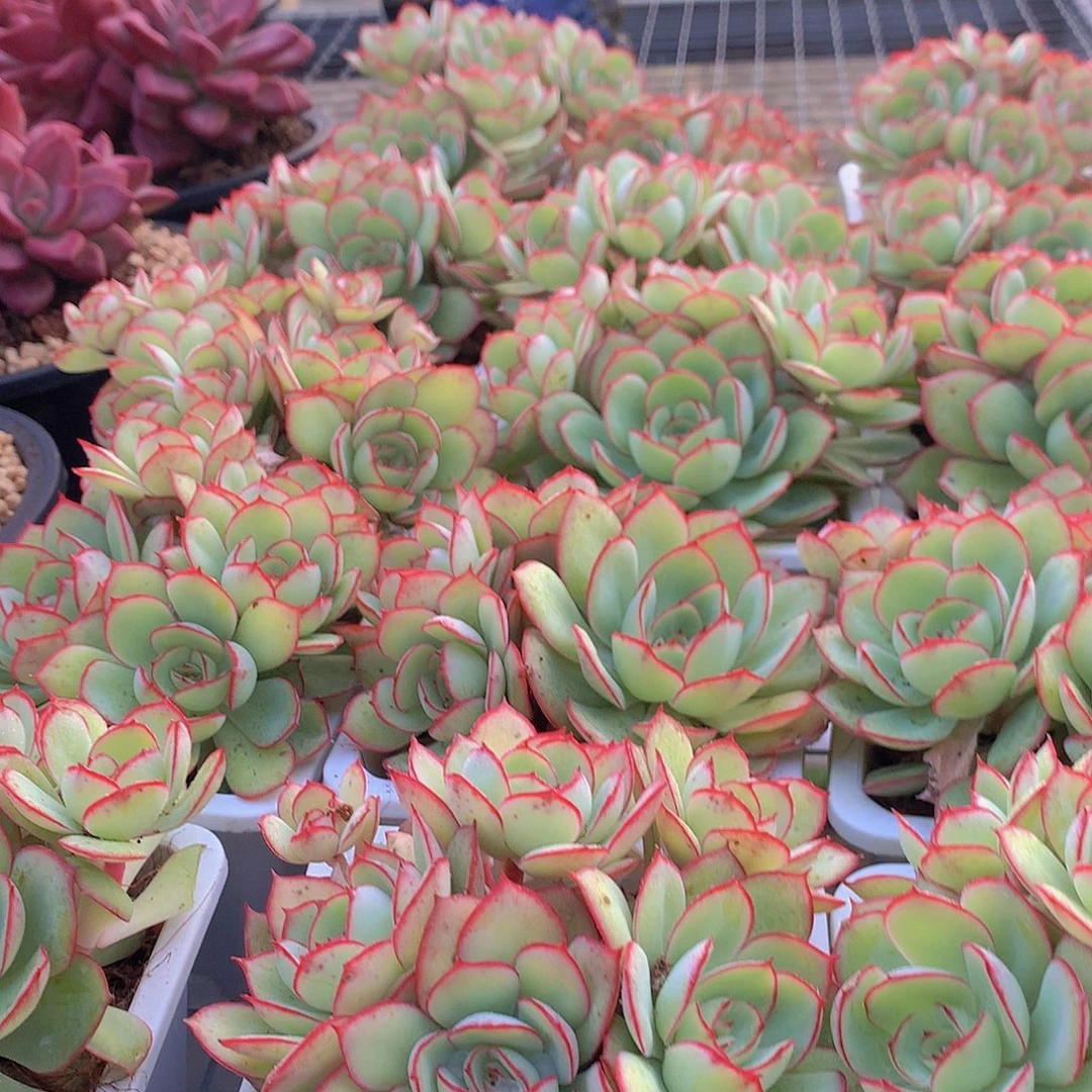 牡丹亭2235567888990errt