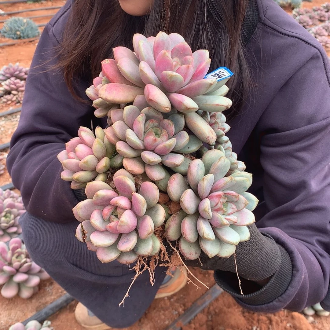 364 葡萄 一物一拍