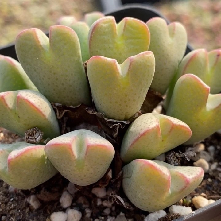 1848少将杂一群一群