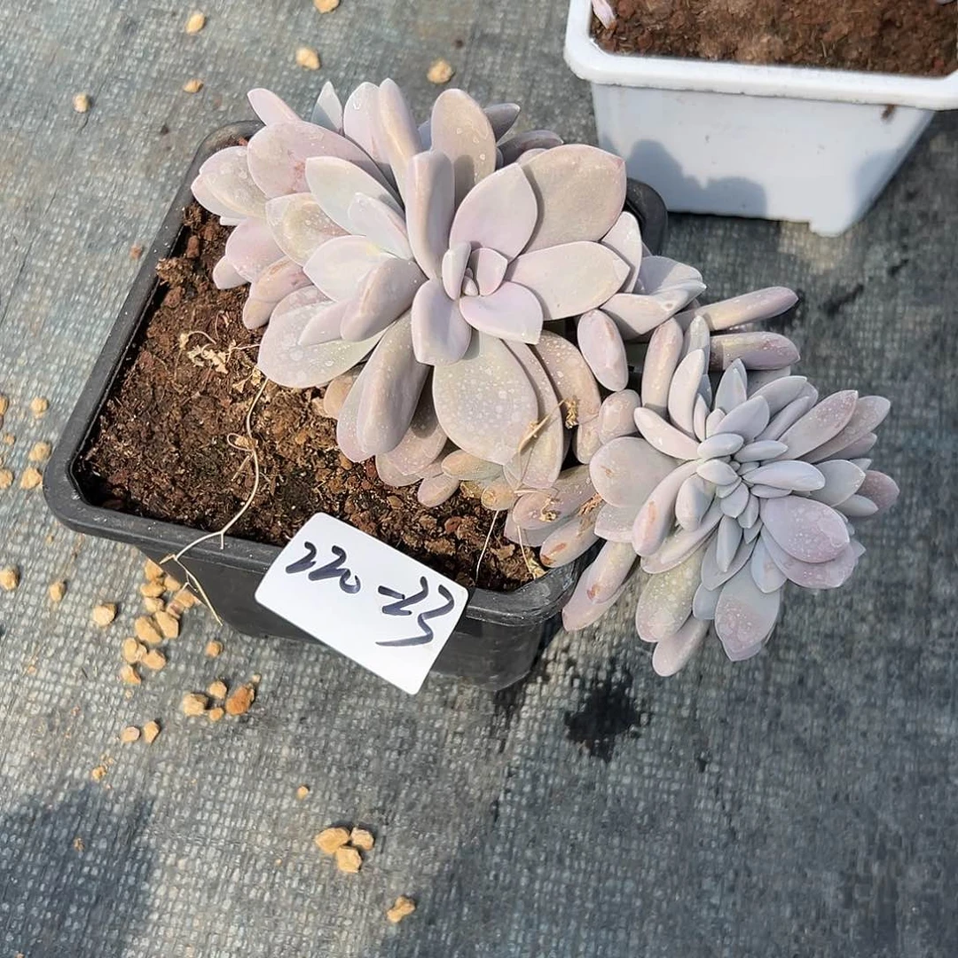 倩*220-23桃霜缀化多肉