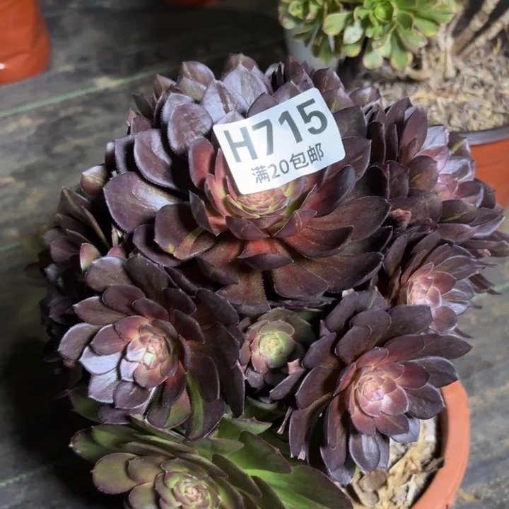 瑞妈多肉园艺715