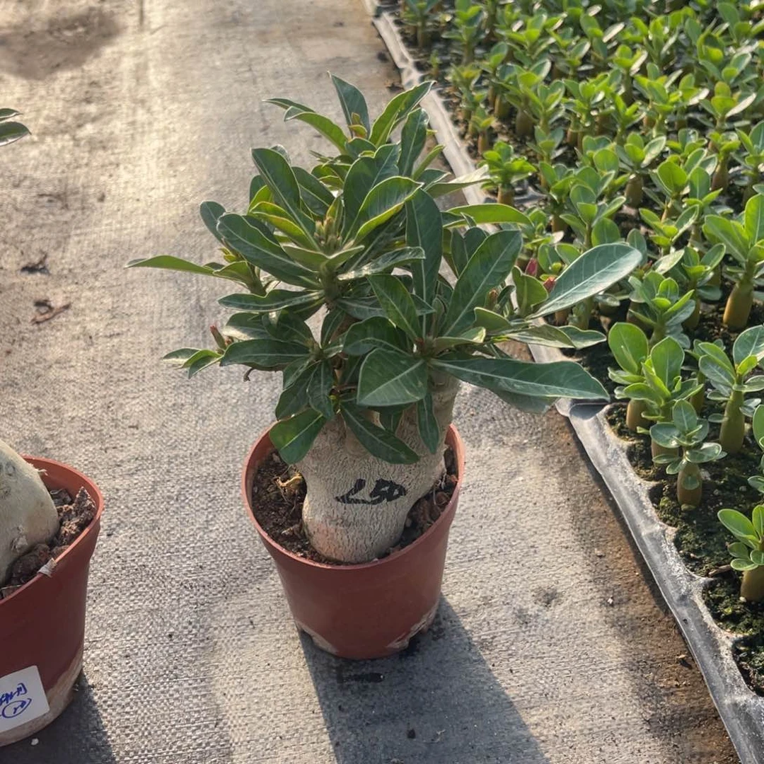 完全开放沙漠玫瑰盆栽花卉