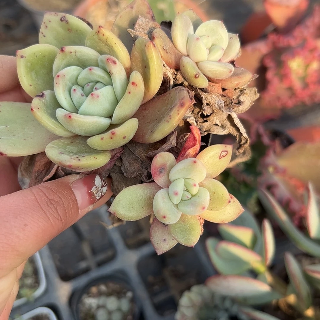 多肉植物多肉植物