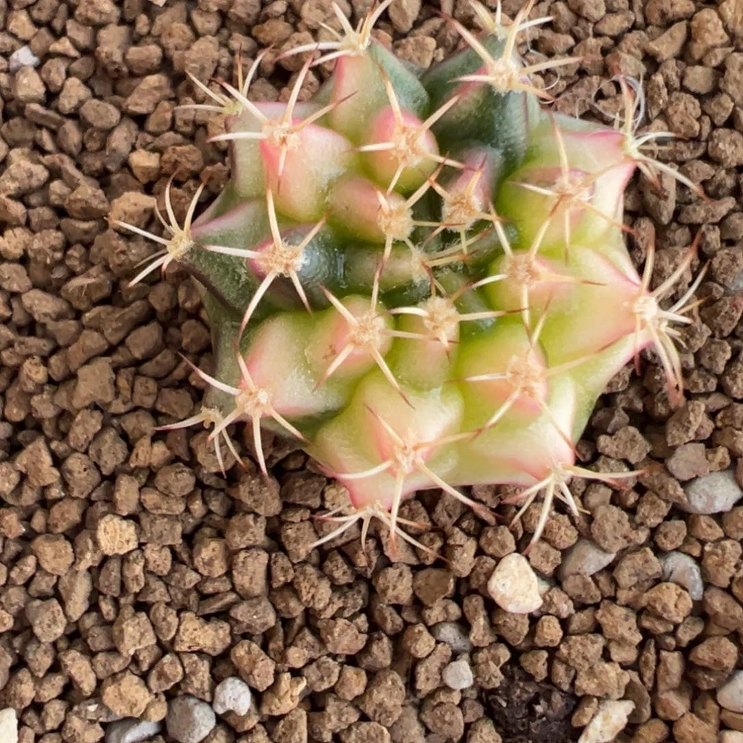 138 好看的米哈冲冲冲