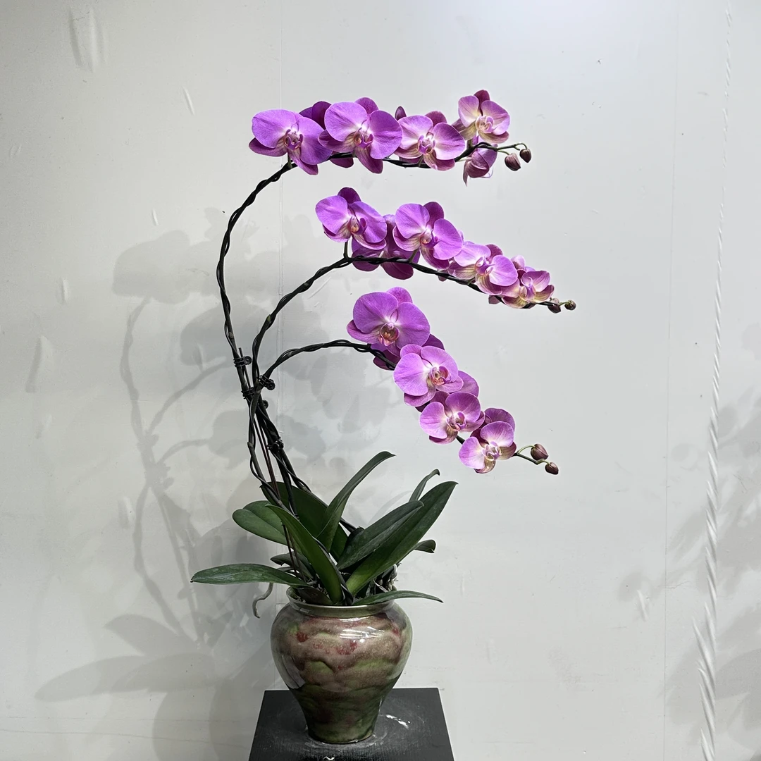 【红苹果】优雅蝴蝶兰室内花卉长花期精美组盆高端绿植