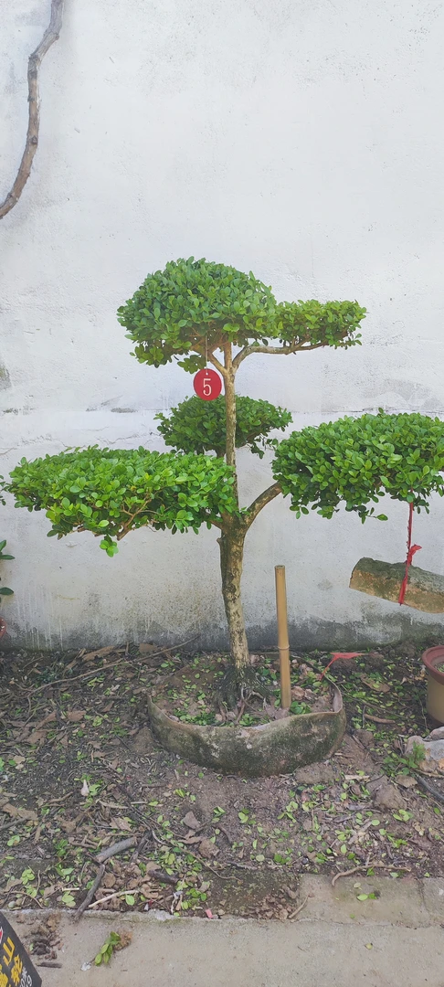 一物一拍黄杨地景盆景 造型树造型美观 规格齐全
