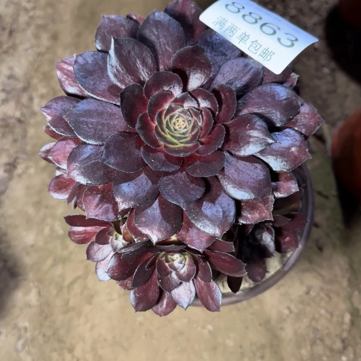 8863黑美人多肉植物