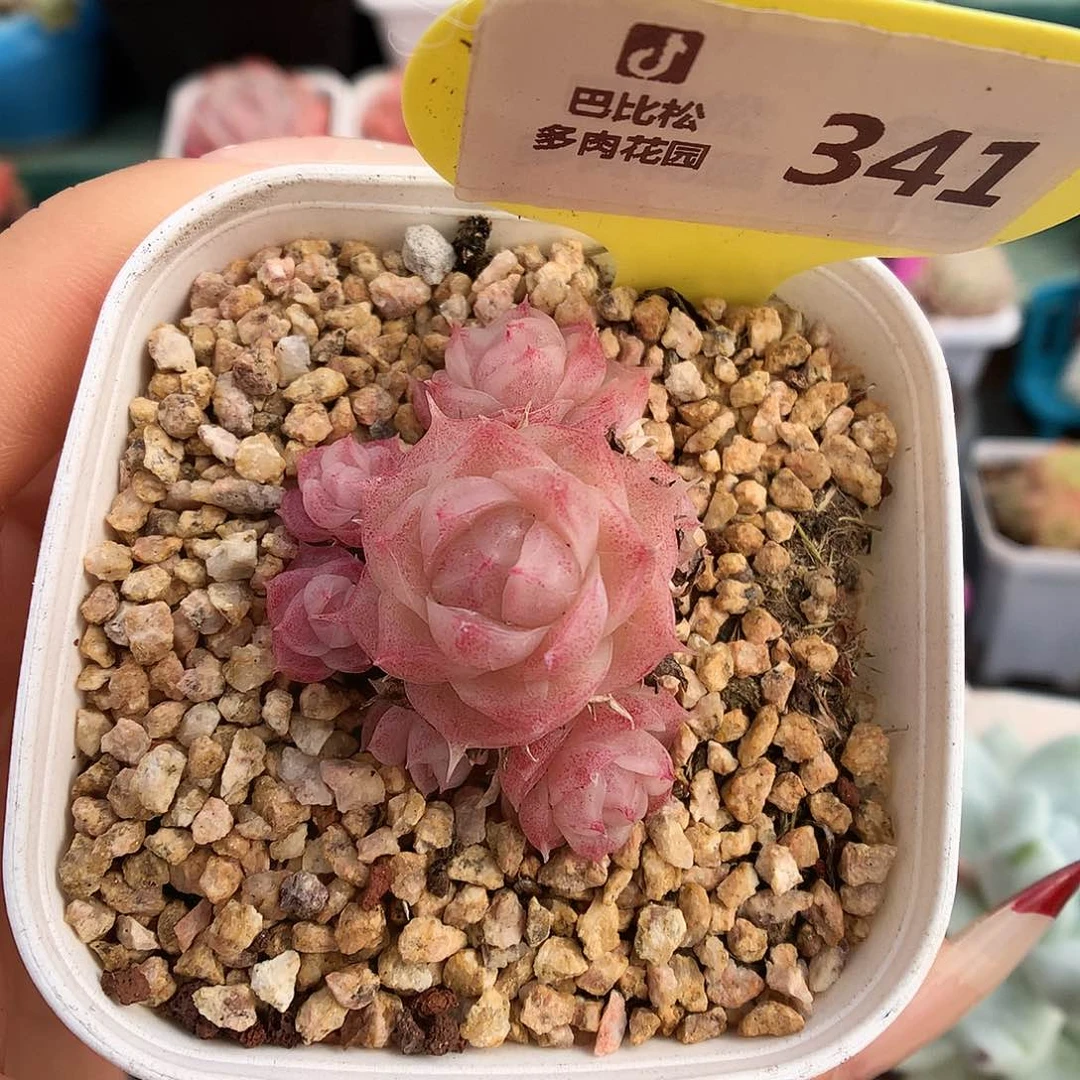 341潘多拉女王群多肉植物