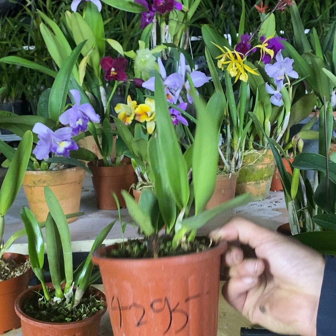 当前无花栽培后可以开花万*义