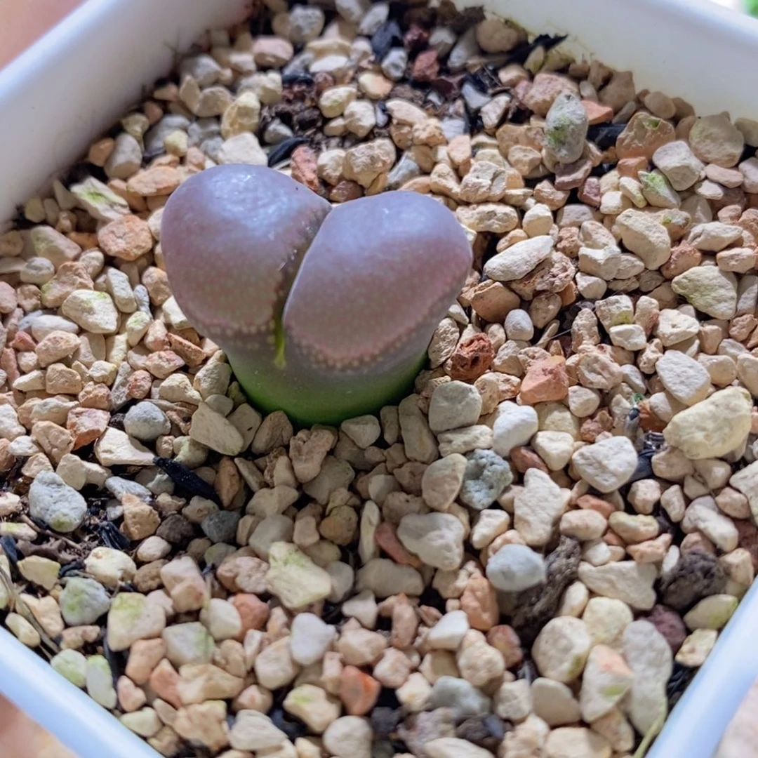 芽***ᴴ2620/大型红风铃2620/大型红风铃