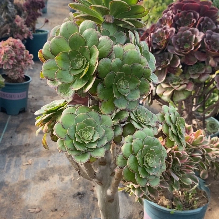 ｖ锦多肉植物61。