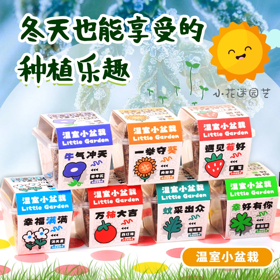 开学小礼物植物迷你小盆栽幼儿园植物桌面绿植花卉