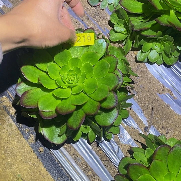 0219雨荷多肉植物