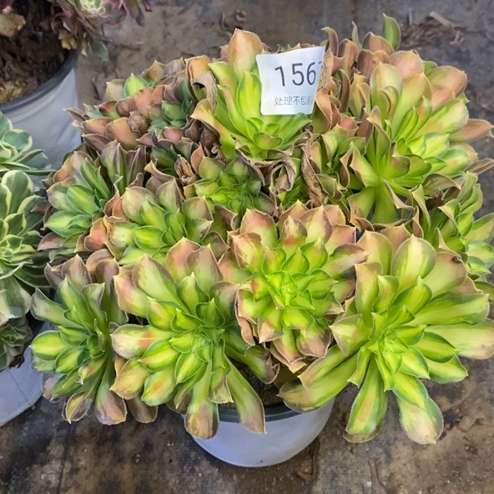 韶华多肉断头不包1567