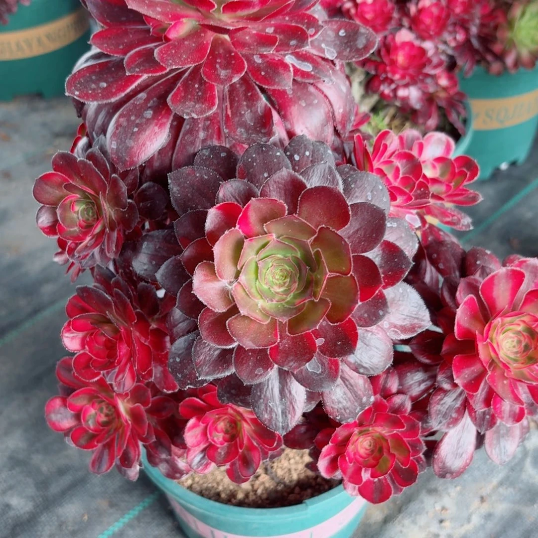 477花蝴蝶多肉植物