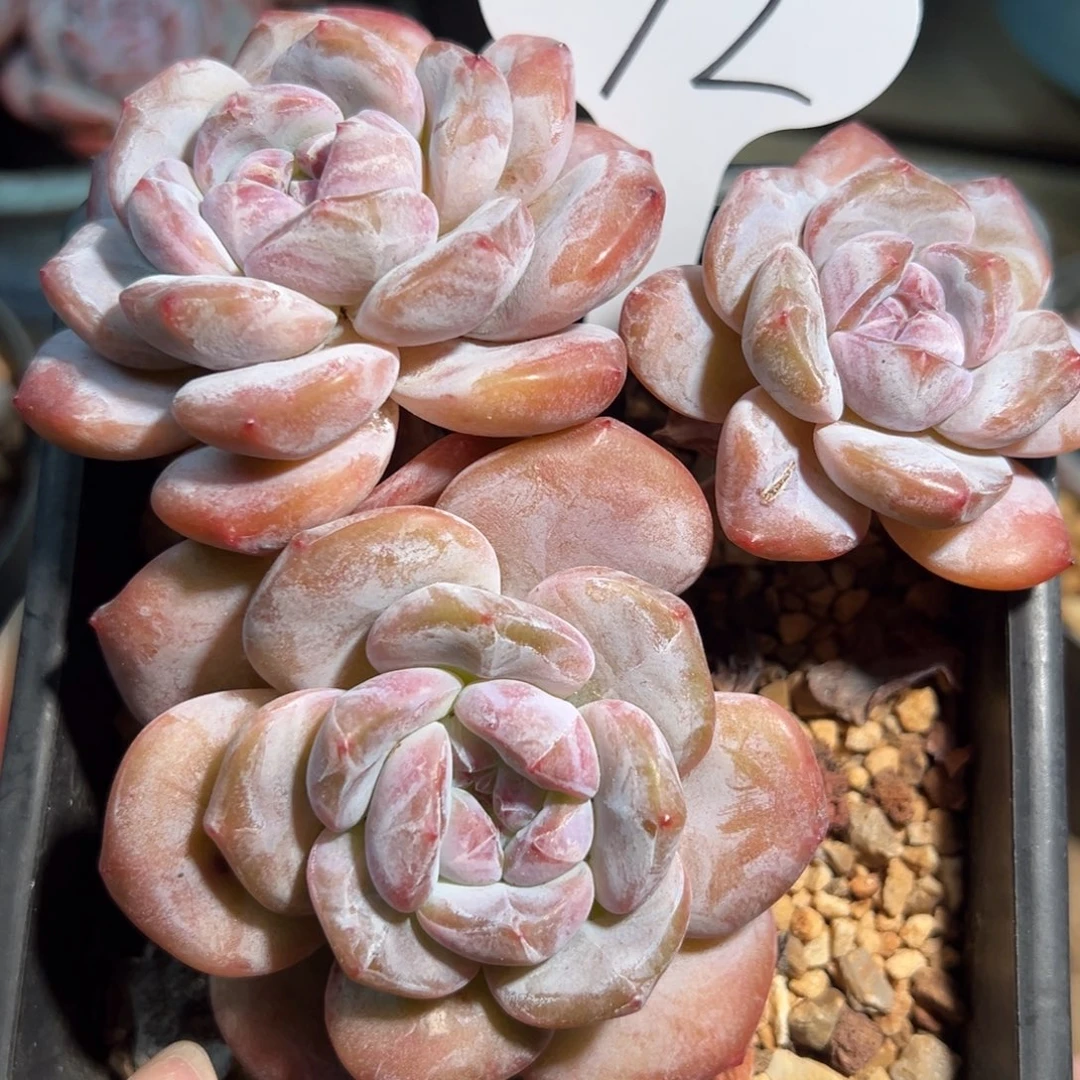 92号三头趴地肥脸紫衣