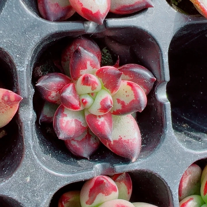 红颜密语石化锦多肉植物1407