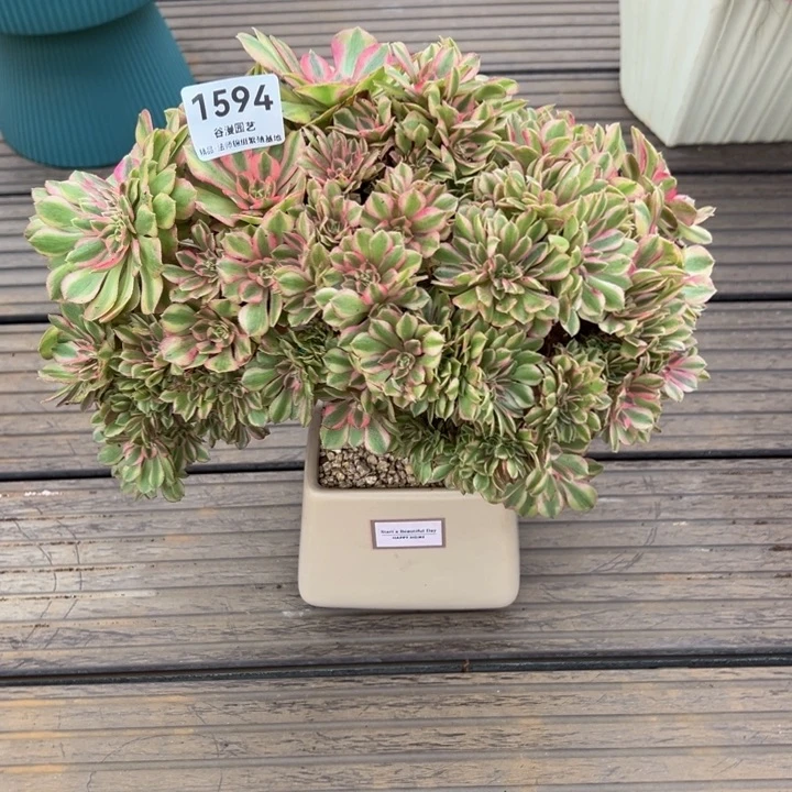 宋***妈1594万白缀化（送盆）发货