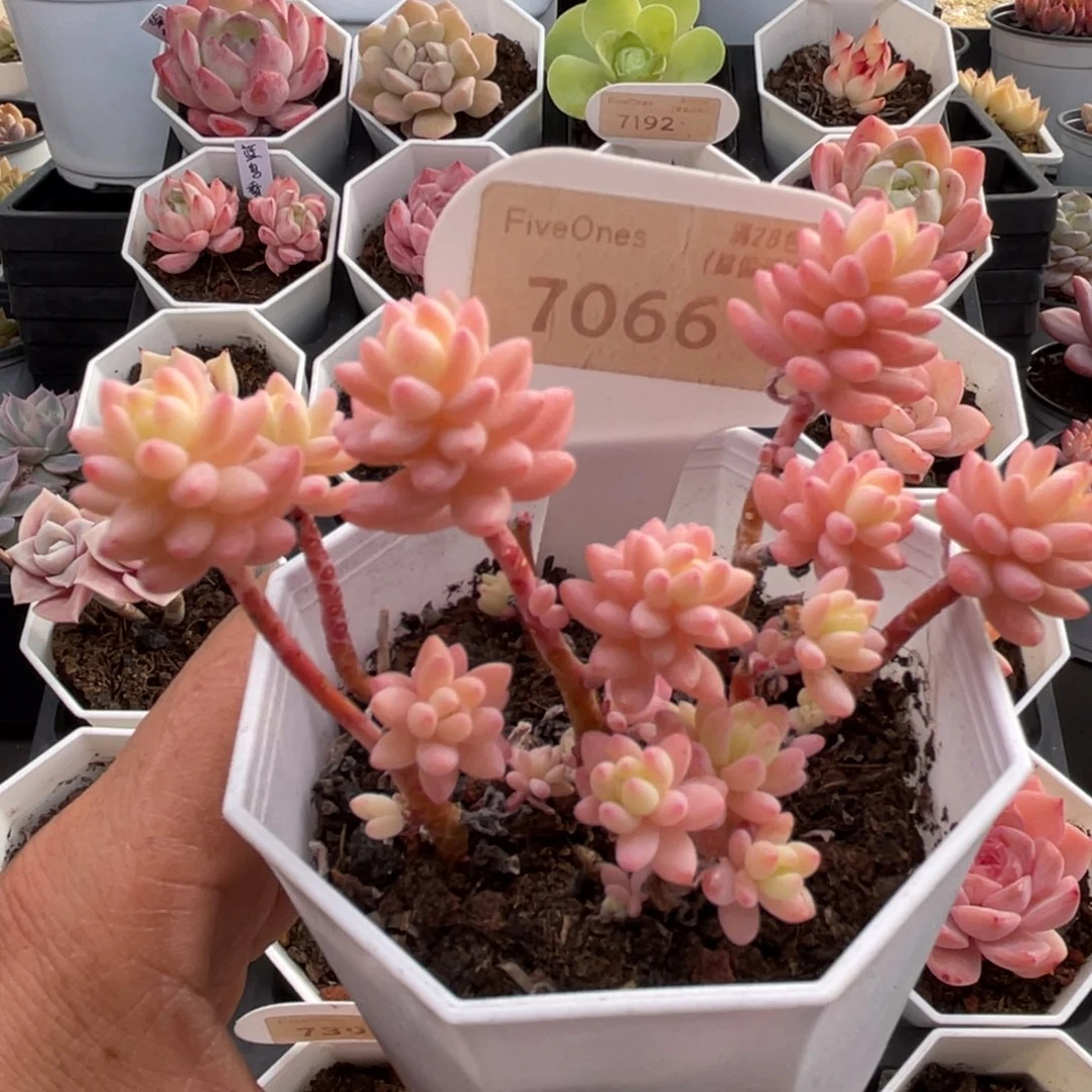 花团锦7066-7.0厘米散桩
